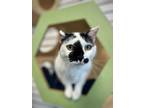 Adopt Hope a White Domestic Shorthair / Domestic Shorthair / Mixed cat in