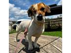 Adopt Leslie a White - with Tan, Yellow or Fawn Jack Russell Terrier / Mixed dog
