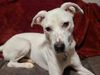 Adopt BRAM a White Labrador Retriever / Mixed dog in Atlanta, GA (35339624)