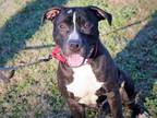 Adopt BOOMER a Black - with White American Staffordshire Terrier / Mixed dog in
