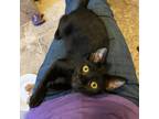 Adopt Zorro a All Black Domestic Shorthair / Mixed cat in Long Beach