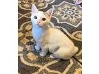Adopt Puddy a White Domestic Shorthair (short coat) cat in Colmar, PA (38938378)