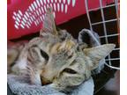 Adopt Jules a Tan or Fawn Domestic Mediumhair / Domestic Shorthair / Mixed cat