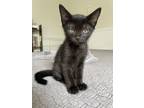 Adopt Joan Jet a All Black Domestic Shorthair / Domestic Shorthair / Mixed cat