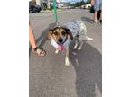 Adopt Zoey a Tricolor (Tan/Brown & Black & White) Australian Cattle Dog / Hound