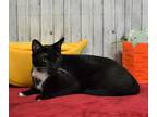 Adopt Toro a Domestic Shorthair / Mixed (short coat) cat in Roanoke