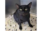 Adopt Nessie a All Black Domestic Shorthair / Mixed cat in Garden, KS (38948386)
