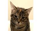 Adopt Radish a Tortoiseshell Domestic Shorthair (short coat) cat in Cary