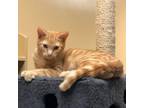 Adopt Campbell a Orange or Red Domestic Shorthair / Mixed cat in Fort