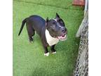 Adopt ACE a Black Bull Terrier / Mixed Breed (Medium) / Mixed dog in Galveston