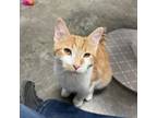 Adopt Churro a Orange or Red Domestic Shorthair / Mixed cat in Albert Lea