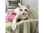 Adopt Coupon Book a White Domestic Shorthair / Mixed cat in Austin