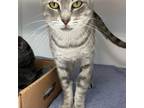 Adopt Tangerine a Gray or Blue Domestic Shorthair / Mixed cat in Greensboro