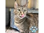 Adopt Hayride a Brown Tabby Domestic Shorthair / Mixed cat in Merriam