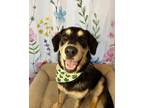 Adopt Ellie a Brown/Chocolate - with Tan German Shepherd Dog / Mixed dog in