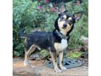 Adopt Eddie a Mixed Breed (Medium) / Mixed dog in Atlanta, GA (38928858)