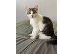 Adopt Kevin a Spotted Tabby/Leopard Spotted Domestic Shorthair / Mixed cat in