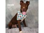 Adopt Jacob a Brown/Chocolate Pit Bull Terrier / Mixed dog in Yuma