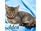 Adopt Aden a Domestic Shorthair / Mixed (short coat) cat in Springfield