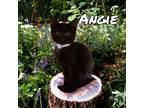 Adopt Angie a Domestic Shorthair / Mixed (short coat) cat in Springfield