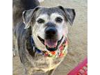 Adopt Alesa a Gray/Silver/Salt & Pepper - with Black Mixed Breed (Large) / Mixed
