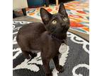 Adopt Binx a All Black Domestic Shorthair / Mixed cat in Huntsville
