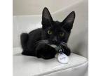 Adopt Midnight a All Black Domestic Shorthair / Mixed cat in Huntsville