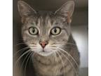 Adopt Athena a Gray or Blue Domestic Shorthair / Mixed cat in Gloucester