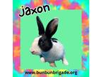 Adopt Jaxon a Dutch / Mixed (short coat) rabbit in Elizabethtown, KY (38939380)