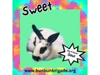 Adopt Sweet a Mini Rex / Mixed (short coat) rabbit in Elizabethtown