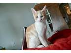 Adopt Pancake a Orange or Red (Mostly) Domestic Mediumhair (medium coat) cat in