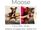 Adopt Moose a Mixed Breed (Medium) / Doberman Pinscher / Mixed dog in Albany