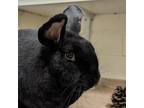 Adopt Asher a Havana / Mixed rabbit in Pittsburgh, PA (38936334)