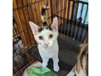 Adopt Mango a Calico or Dilute Calico Domestic Shorthair / Mixed cat in Buffalo