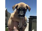 Adopt Sasha a Black Boxer / Mixed dog in Midland, TX (38938134)