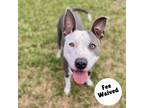 Adopt Moose a Gray/Silver/Salt & Pepper - with Black Pit Bull Terrier / Mixed