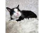 Adopt Firefly a Black & White or Tuxedo Domestic Shorthair (short coat) cat in