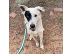 Adopt Spots a White - with Tan, Yellow or Fawn Cattle Dog / Mixed dog in Kanab