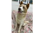 Adopt Vanilla Bean a Husky / Mixed dog in Little Rock, AR (38937982)