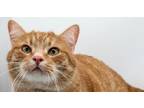 Adopt James III a Orange or Red Tabby Domestic Shorthair / Mixed cat in