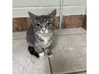 Adopt Cloud a Gray or Blue Domestic Shorthair / Mixed cat in Eureka Springs