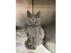 Adopt Grand Lake a Gray or Blue Domestic Longhair / Domestic Shorthair / Mixed