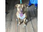 Adopt Beller a Tan/Yellow/Fawn Pit Bull Terrier / Mixed dog in Edinburg