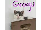 Adopt Grogu a Domestic Shorthair / Mixed (short coat) cat in Hillsboro
