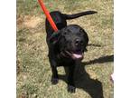 Adopt Alvin a Black Labrador Retriever / Mixed Breed (Medium) / Mixed dog in