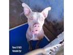 Adopt Tova a Tan/Yellow/Fawn American Pit Bull Terrier / Mixed dog in Edinburg