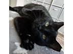 Adopt Sheba a All Black Domestic Shorthair / Mixed cat in Cumming, GA (38931394)