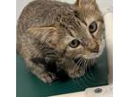 Adopt Luigi a Gray or Blue Domestic Shorthair / Mixed cat in Galveston