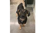 Adopt Adriana a Hound (Unknown Type) / Mixed Breed (Medium) / Mixed dog in