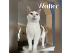 Adopt Walter a Orange or Red (Mostly) Domestic Shorthair (short coat) cat in